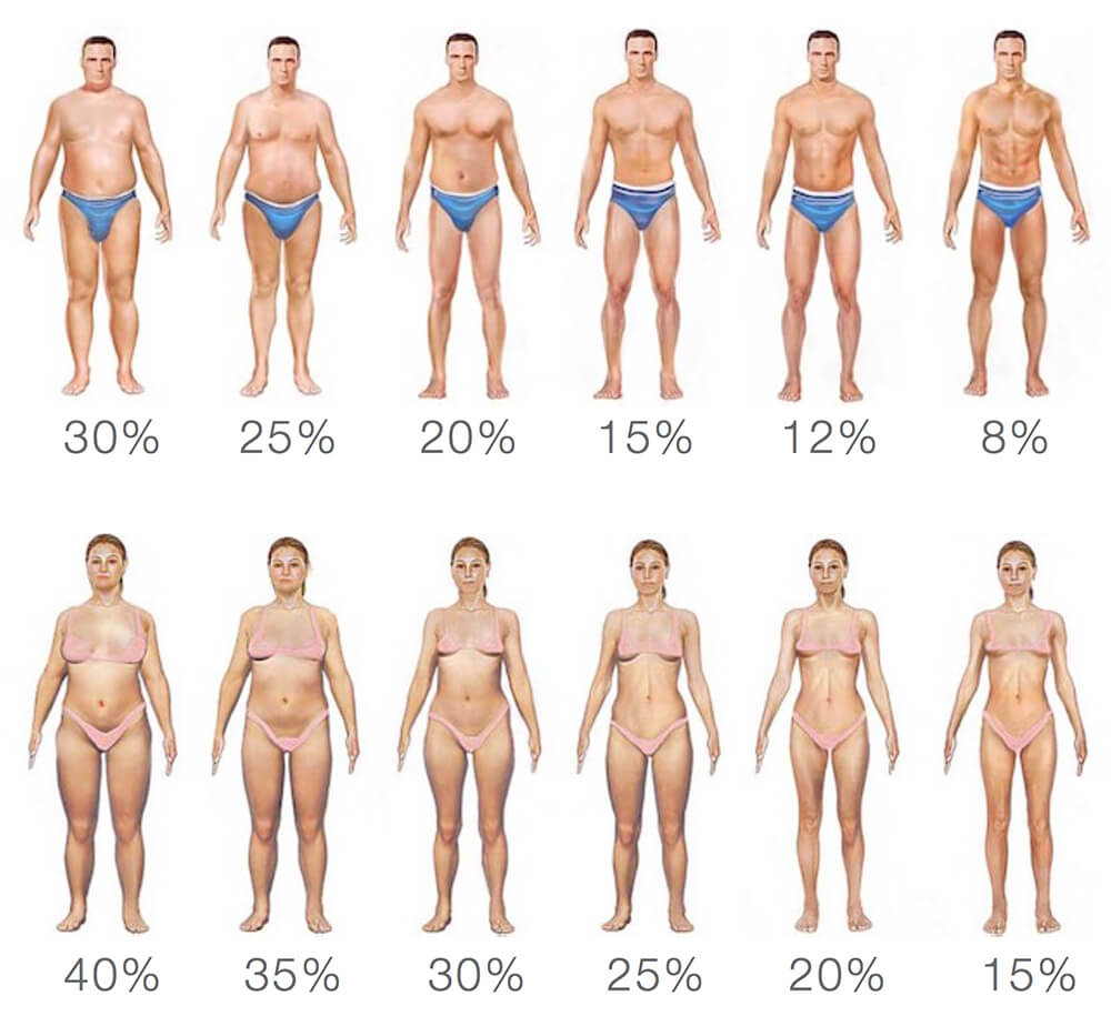 Nutrition Calculator - Male and Female Body Fat Percentage Diagram